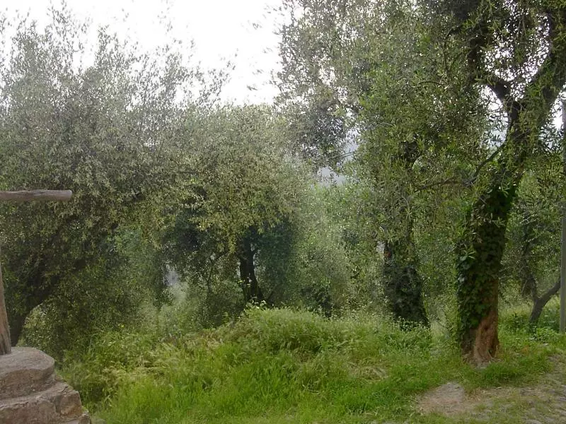 Olivenbäume Ligurien